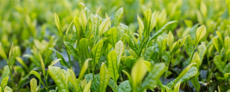 ��Ҷ�Ĺ�Ч������ ��ҶͼƬ